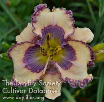 Daylily Ghost Gifts