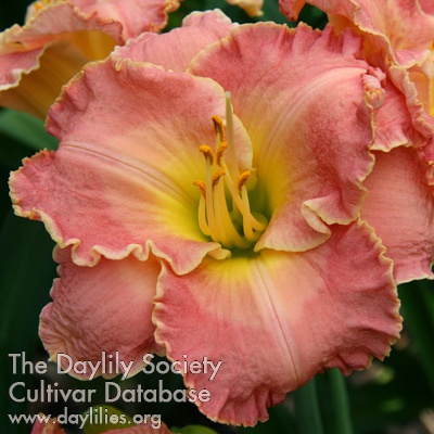 Daylily Gigglefest