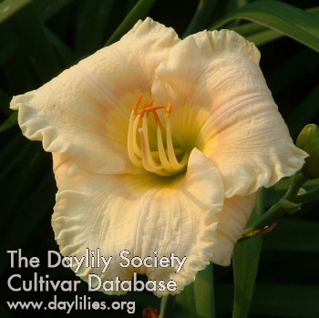 Daylily Giselle