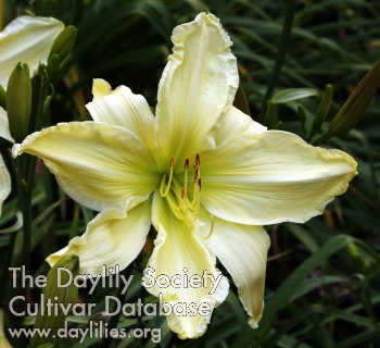 Daylily Give Me Eight