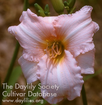 Daylily Globetrotter