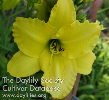 Daylily Gloucester Limelight