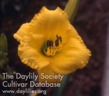 Daylily Glowing Imp