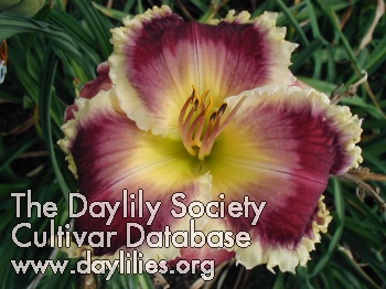 Daylily Gnashing of Teeth