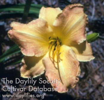 Daylily Goddess