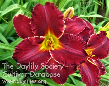 Daylily Going Home
