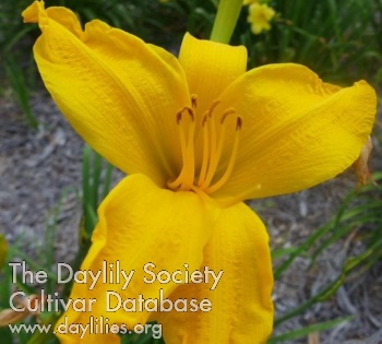 Daylily Golden Beacon