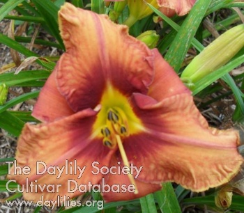 Daylily Golden Cosmic Eye