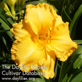 Daylily Golden Dimples