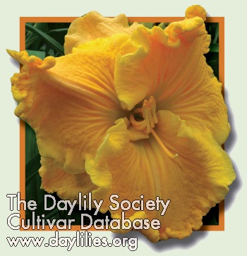 Daylily Golden Hummer