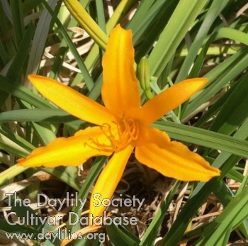 Daylily Goldeni