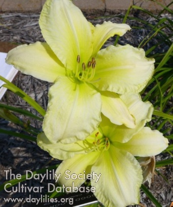 Daylily Good Looking