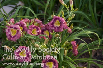 Daylily Grape Freckles