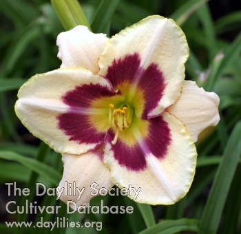 Daylily Grape Custard