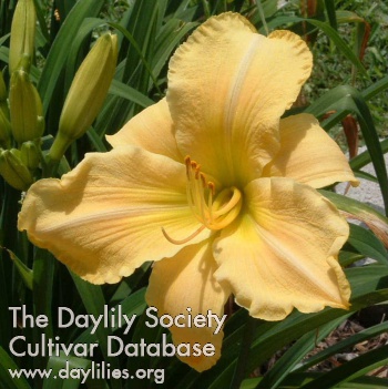 Daylily Greek Goddess