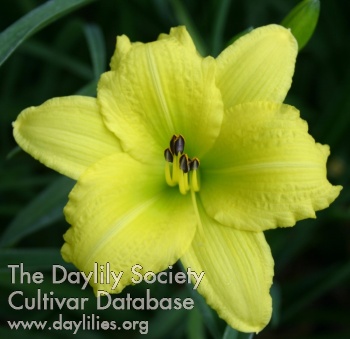 Daylily Green Flutter