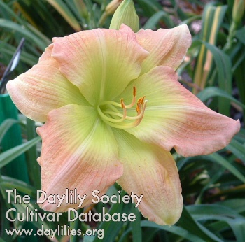 Daylily Green Jezebel