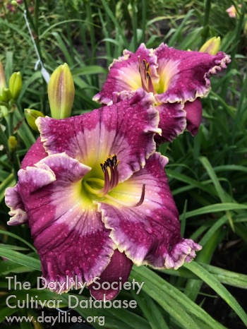 Daylily Guayabera