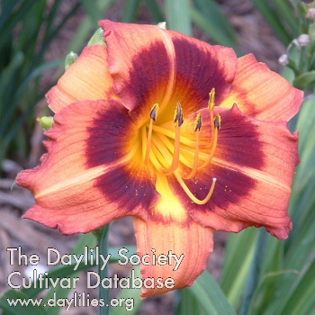 Daylily Gypsy Dark Eyes