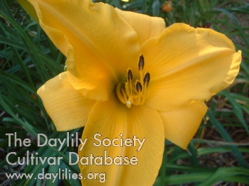 Daylily Gold Competition