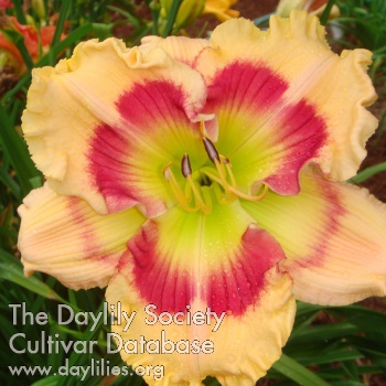 Daylily Golden Delicious