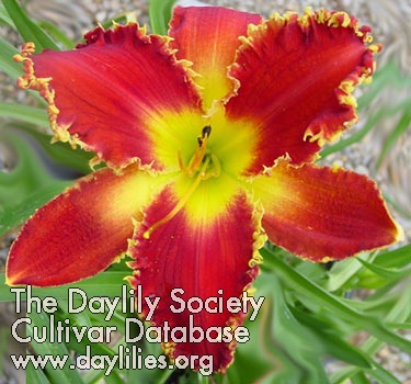 Daylily Happy Holidays to You