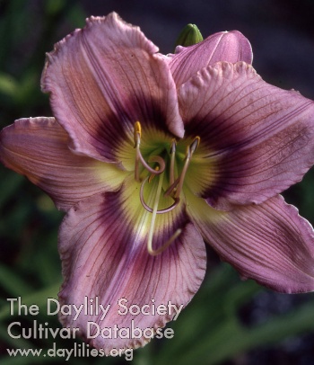 Daylily Habakkuk