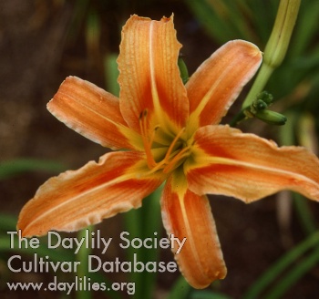 Daylily Hankow