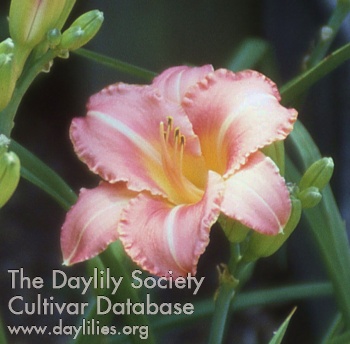 Daylily Happy Journey