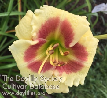 Daylily Happy to Be Here