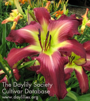 Daylily Hardy Har Har