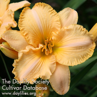 Daylily Harvest Moonglow