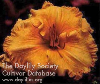 Daylily Hawaiian Gold