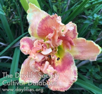 Daylily Headed the Right Way