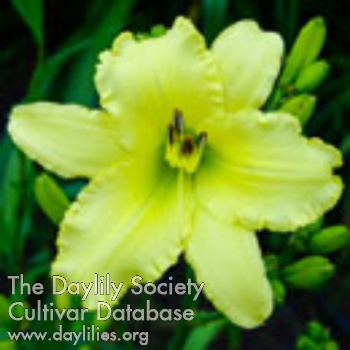 Daylily Heavenly Angel Parade