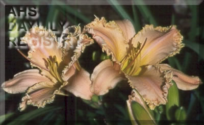 Daylily Heavenly Crown