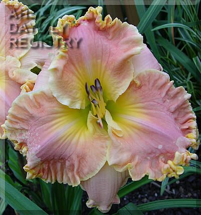Daylily Heavenly Mansions