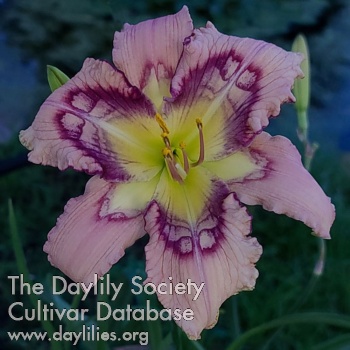 Daylily Heavenly Rippled Water