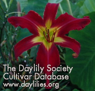 Daylily Heavenly United We Stand