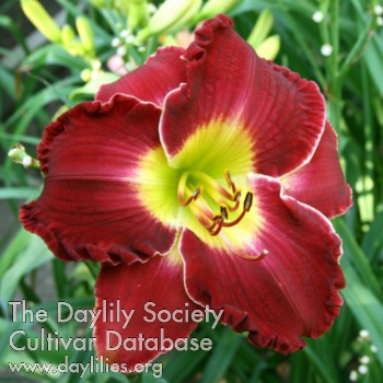 Daylily Hestia