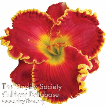 Daylily High Intensity