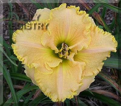 Daylily Hip to Be Square