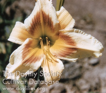 Daylily His Honor