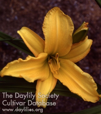 Daylily Holly Amber