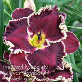 Daylily Home by Midnight