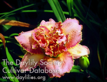 Daylily Horizon Beyond