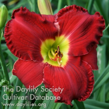 Daylily Hot Rod Red