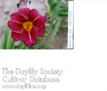 Daylily Hetman