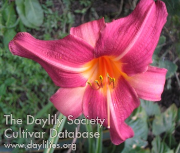 Daylily Hill Bandit