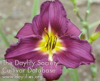 Daylily Impressive Purple